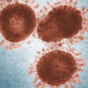 Das neuartige Coronavirus ist bislang wenig erforscht (Foto: cdc / Dr. Fred Murphy & Sylvia Whitfield)